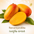 Suvarnarekha/సువర్ణరేఖ మామిడి