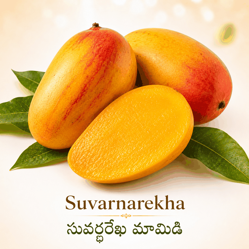 Suvarnarekha/సువర్ణరేఖ మామిడి